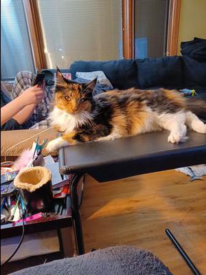 fluffy calico maine coon girl laying on coffee table.