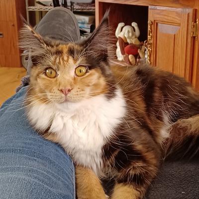 tori the maine coon