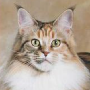 Torri beautiful female maine coon cat facial closeup