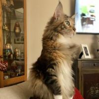 Laverne tortie maine coon female