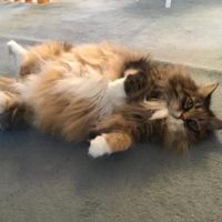 Lacey tortoiseshell girl belly up