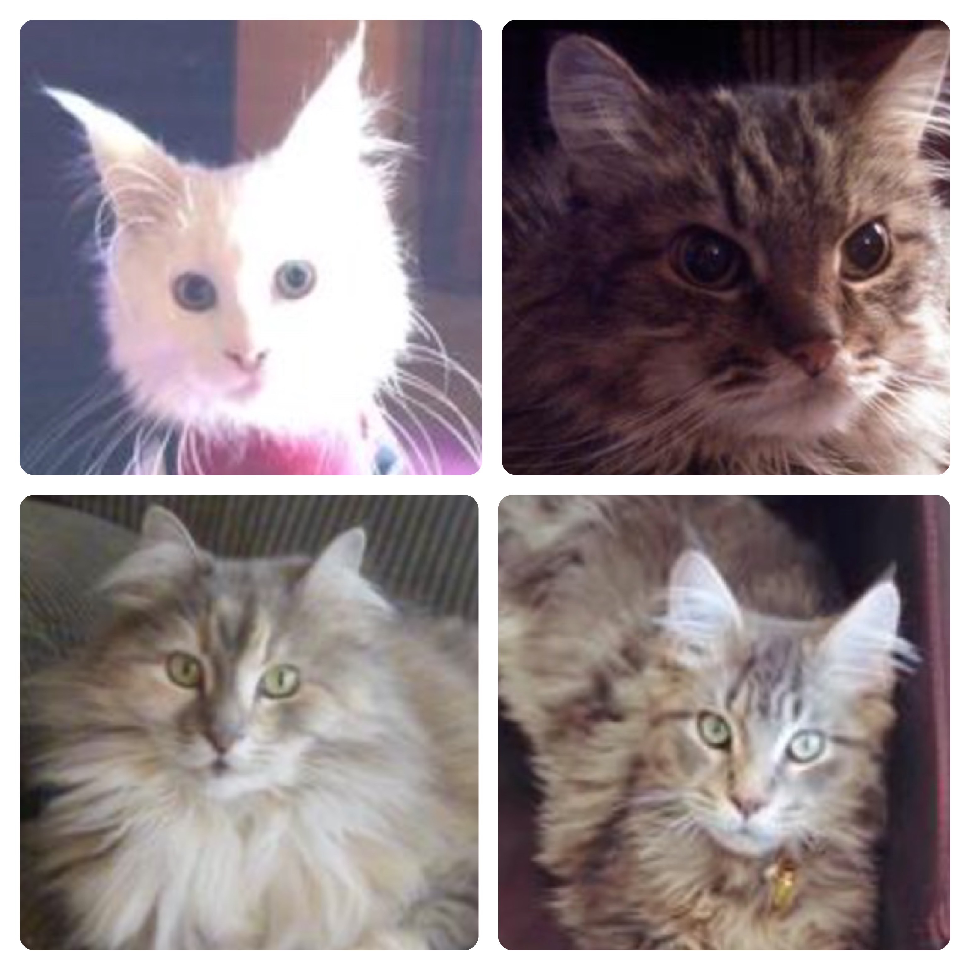 Loving Tributes collage of beautiful maine coon cats