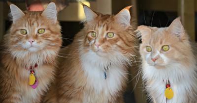 The Triplets