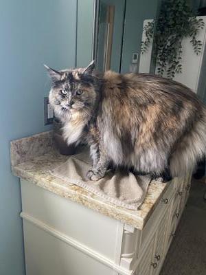 tortie kitty on bathroom sink.