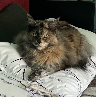 fluffy tortie girl cat on bed.