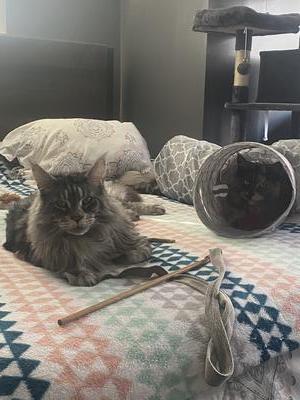 two longhaired cats on bed.