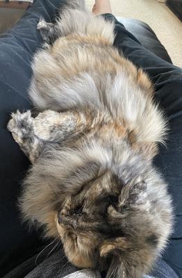 tortie kitty laying belly up