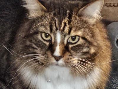 Little Boo brown with white maine coon mix cat.