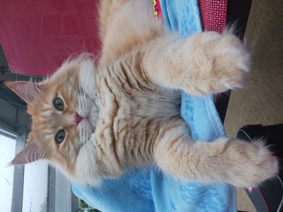 cute fluffy cream colored kitty on a lawn chair.