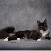 Cosmo tuxedo maine coon cat posing