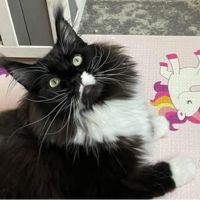 female purebred tuxedo maine coon cat