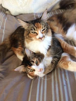 The Twins pretty girl cats wrestling together.