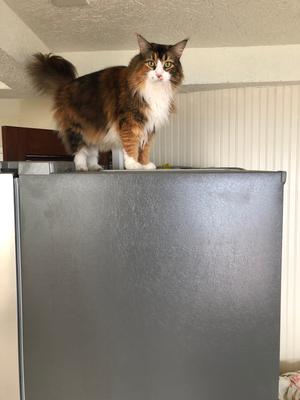 The Twins calico and white maine coon up high atop a fridge.