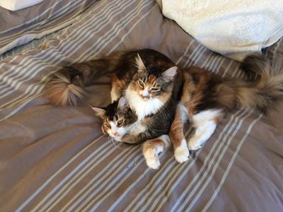 The Twins pretty girl twin cats intertwined.