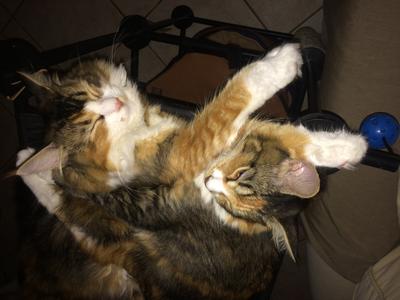 The Twins two girl cats cuddling together.