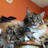 Awenita & Katori two brown tabbies