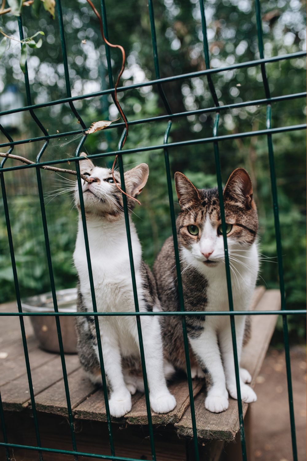 Fresh Air and Sunshine two cats outside in a catio or cage