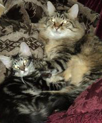 two classic brown tabby maine coons