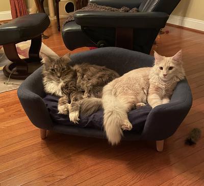 two different colored maine coons sharing a cat bed