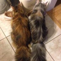 Callie & Moxie two coonies side by side