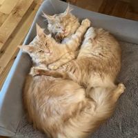 Boris and Natasha two light ginger maine coons hugging