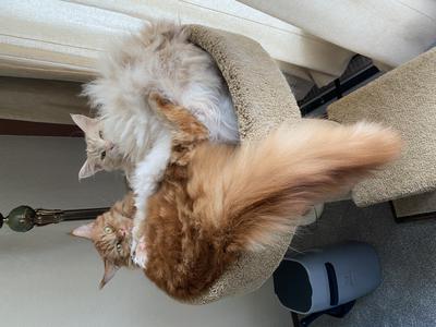 Sattva and Bodhi two ginger maine coons cuddling on a cat tree