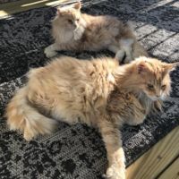 Keeley & Swifty two light ginger coons sunbathing on deck
