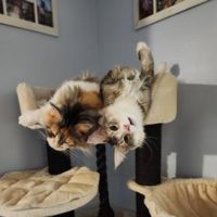LeeLoo and Tidus two colorful maine coon kitties on cat tree