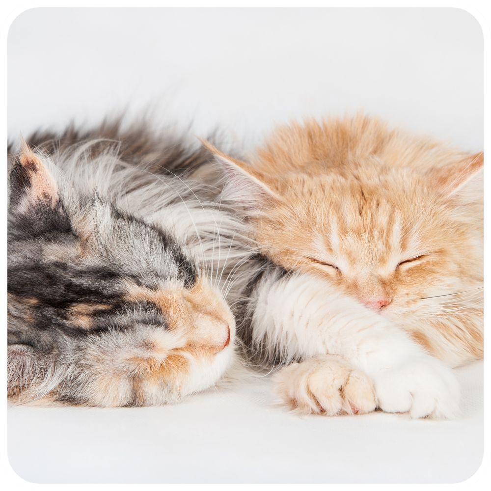 two maine coons sleeping and cuddling