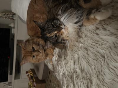 Winston and Khloe two multicolored maine coons cuddling together.