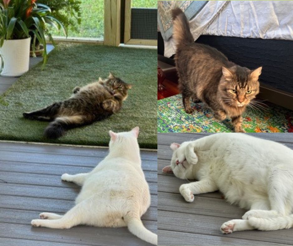 two formerly feral rescued kitties