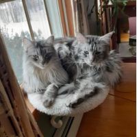 Sterling & Delilah two silver tabby maine coons
