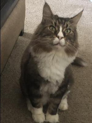 handsome gray and white male maine coon cat.