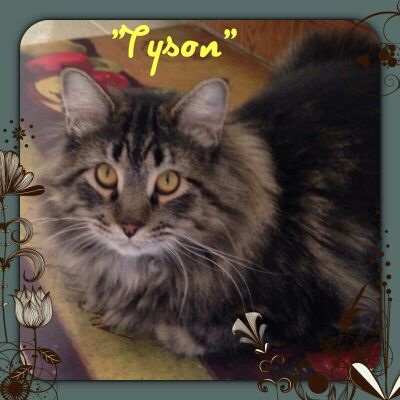 Tyson