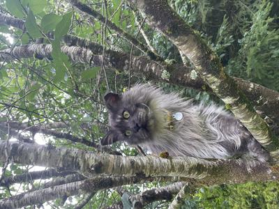 gorgeous black smoke maine coon in a tree.