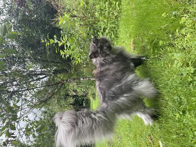 black smoke maine coon cat with a big tail walking away on a grassy lawn.