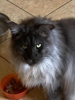 handsome black smoke maine coon cat with european look sitting near his food bowl.