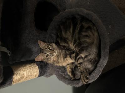 Valentine brown tabby cat curled up in a cat tree.