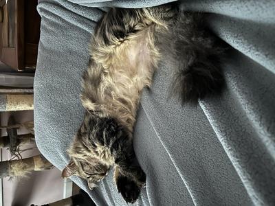 Valentine brown tabby cat fast asleep on a couch.