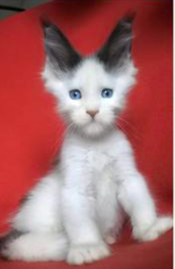 Milkman as a Baby van colored maine coon kitten with huge ears.