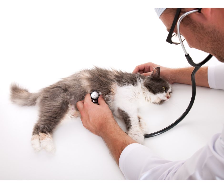 veterinarian leaning over a cat with a stethoscope