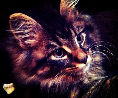 Vic and Bob face closeup of brown tabby maine coon kitten.