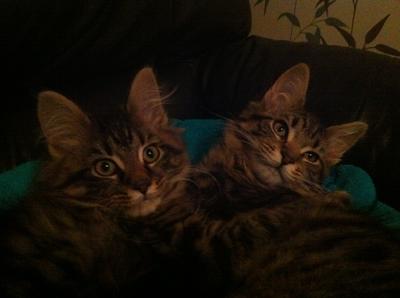 Vic and Bob two cute maine coon kittens cuddling together.