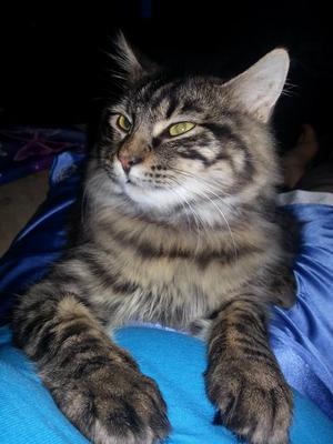 Victor