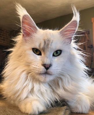 gorgeous maine coon
