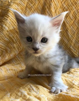Vinty's Baby tiny baby maine coon kitten