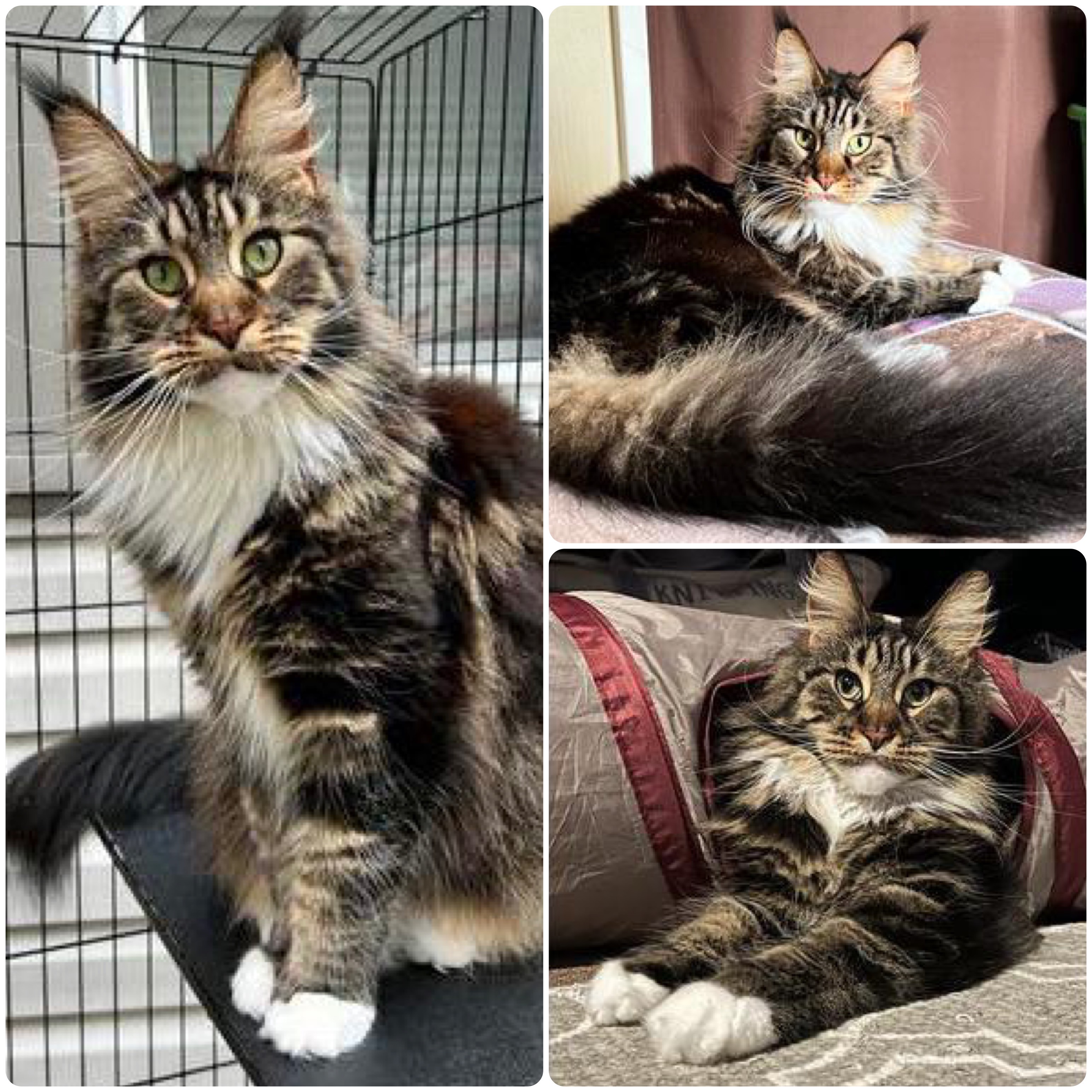beautiful brown tabby and white maine coon cat