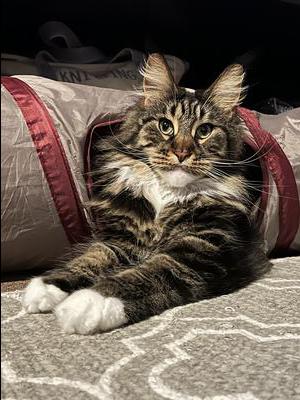 purebred tabby with white maine coon cat
