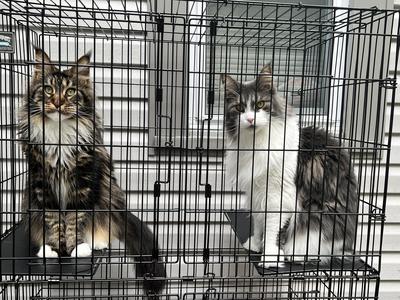 two beautiful purebred maine coon cats in a kennel.