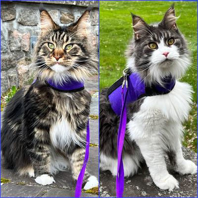 two female maine coon cats outside on harnesses and leashes